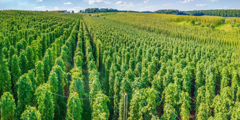 In Francia un progetto innovativo di agrivoltaico per la produzione di luppolo