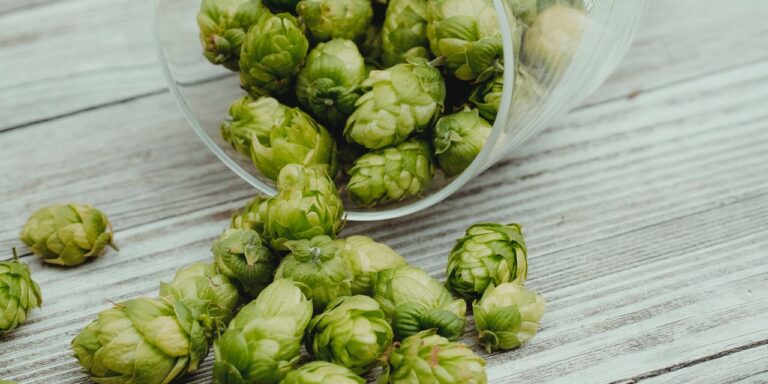 Birre con luppolo fresco: caratteristiche e consigli per wet e fresh hop (parte II)