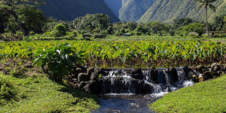 Alle Hawaii c’è un torrente che odora di birra e ha 1,2% di volume alcolometrico