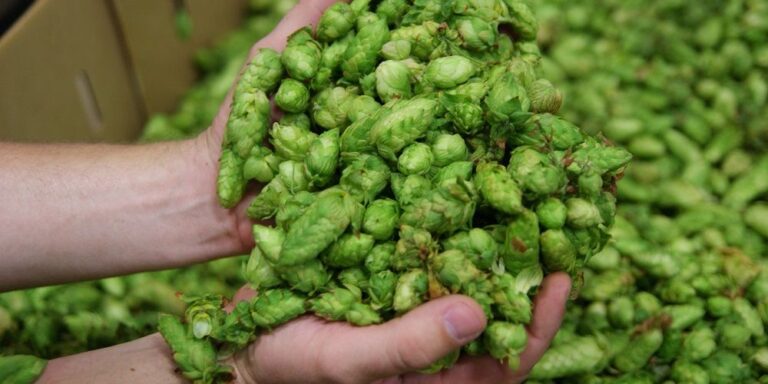 Ultimi ritrovati dal mondo del luppolo: Phantasm, Kohia Nelson e YCH 702