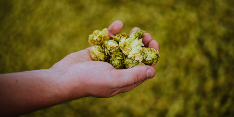 La svolta della filiera italiana della birra: ecco i progetti LOB.IT e FILO