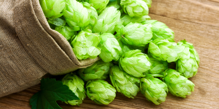 La new wave dei luppoli britannici: Jester, Harlequin, Godiva e altri di ultima generazione