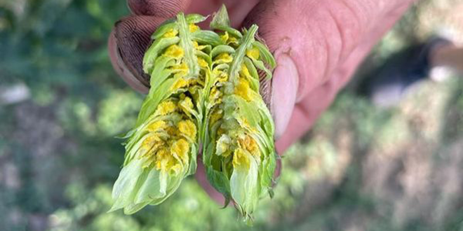 Da Italian Hops Company il luppolo IHCBL 2.1 nato dall’ibridazione con varietà commerciali