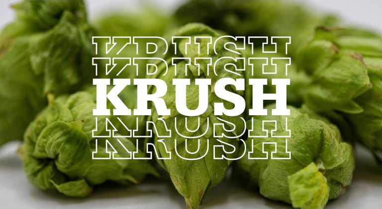 Come nasce una nuova varietà di luppolo: dagli USA arriva il Krush
